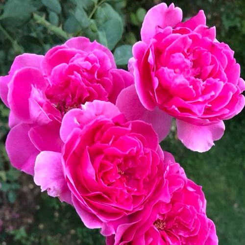 USA, 1953 - Rózsa - Parade - Online rózsa vásárlás